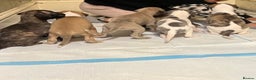 Whippet dogs for sale: Waiting List Now Open - KC Whippets - Advert 3
