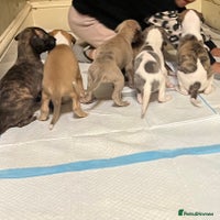 Whippet dogs - Advert 8