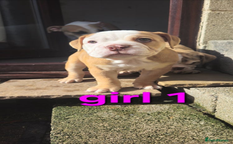 Mixed Breed dogs - Advert 1