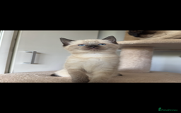 Ragdoll cats for sale: Gorgeous Ragdoll x British Shorthair Kittens  - Image 22
