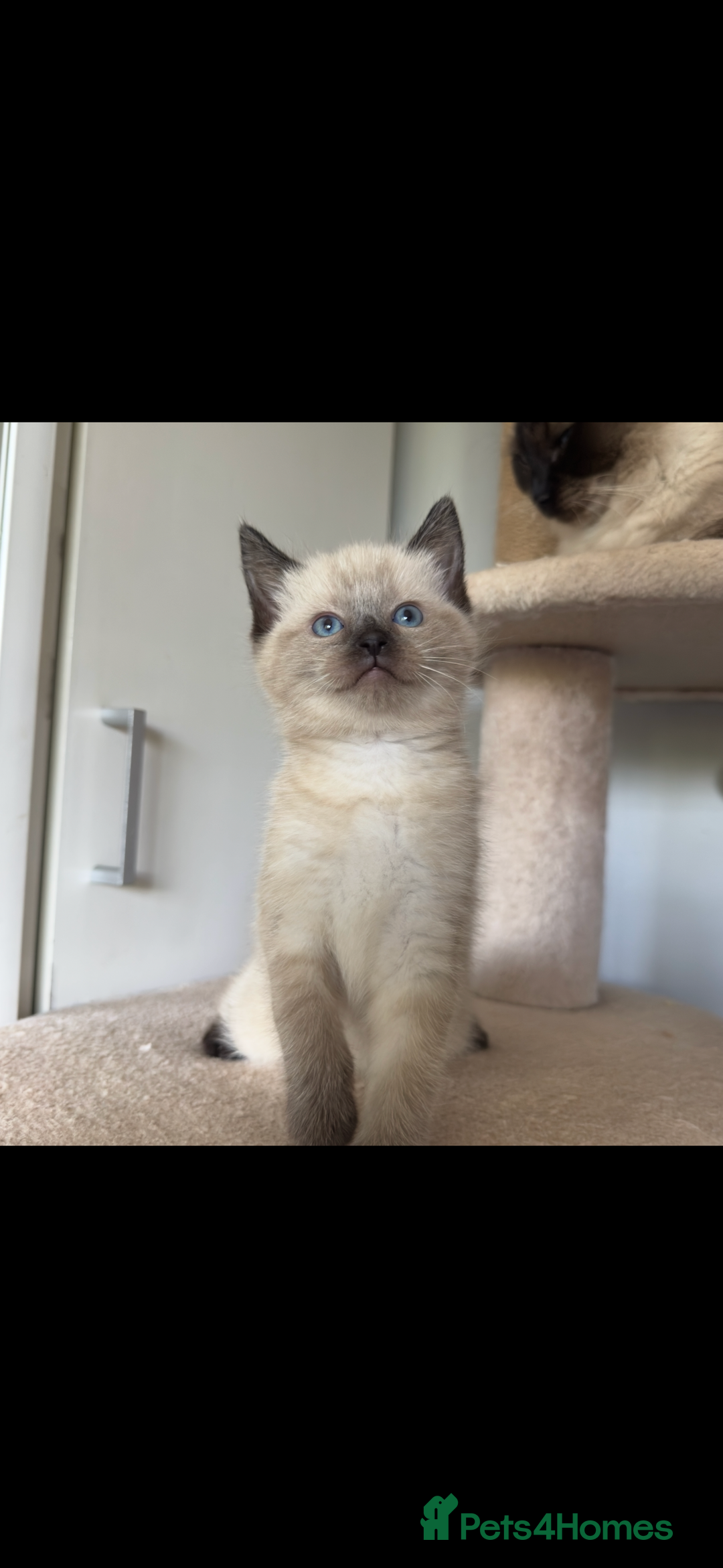 Ragdoll cats for sale: Gorgeous Ragdoll x British Shorthair Kittens  - Image 22