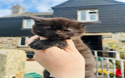 Mixed Breed cats for sale: Gorgeous half Maine coon kittens  - Image 5