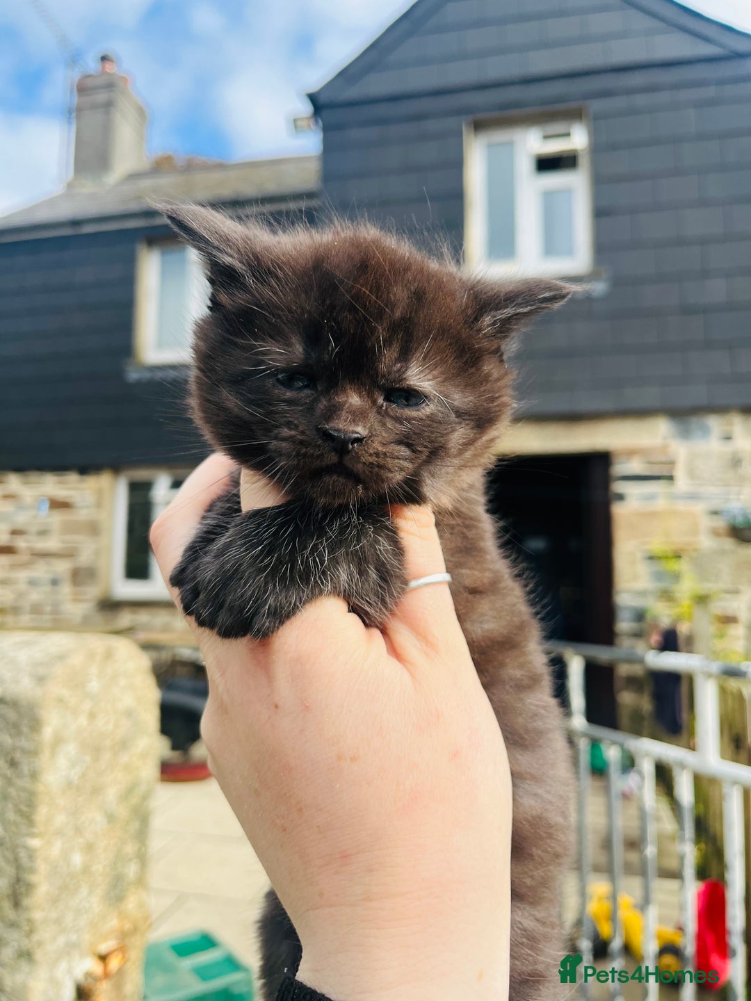 Mixed Breed cats for sale: Gorgeous half Maine coon kittens  - Image 5
