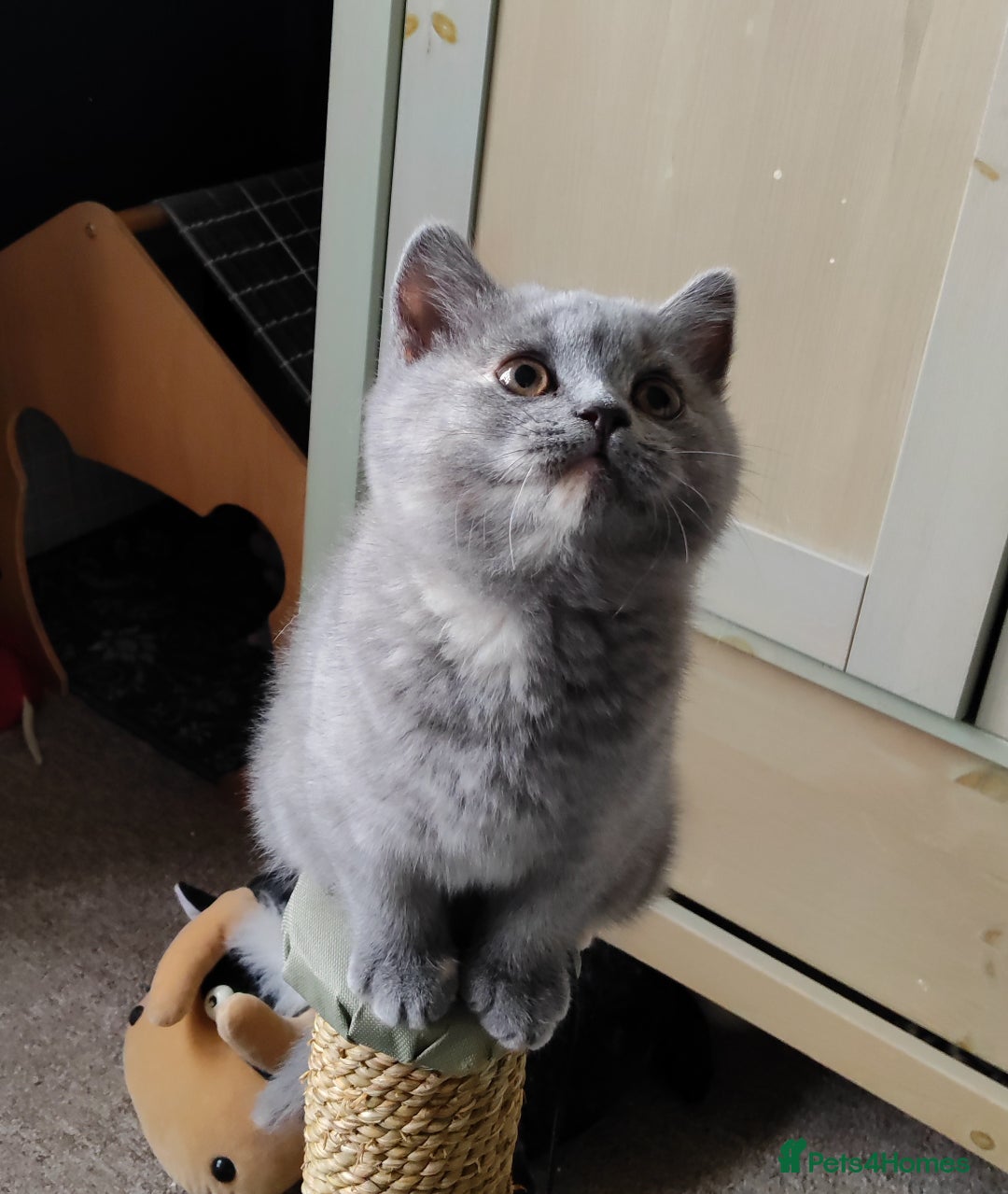 British Shorthair cats for sale: Champ lines gorgeous GCCF reg  girls (2 litters!) in London - Image 9