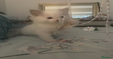 Ragdoll cats - Advert 2