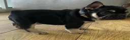 French Bulldog dogs for sale: Beautiful tiny wrinkles French Bulldogs for sale - Advert 7