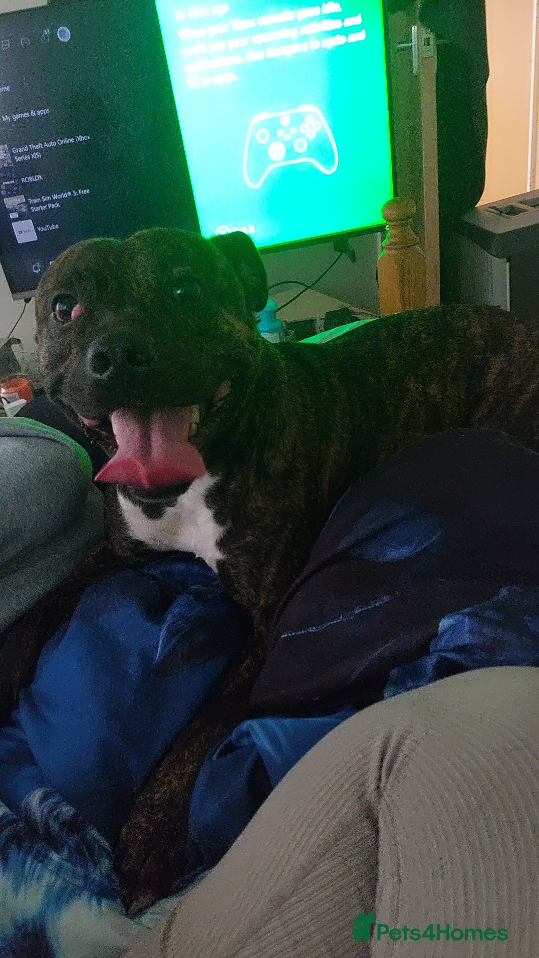 Staffordshire Bull Terrier dogs for sale: Staffordshire bull terrior for sale  - Image 4