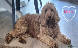 Cavapoo dogs for sale: 🧡 HEALTH TESTED F1B CAVAPOO  PUPPIES🧡 - Image 19