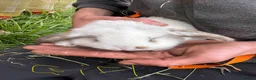 French Lop rabbits for sale: Gorgeous French lop babies ready to leave  - Advert 8