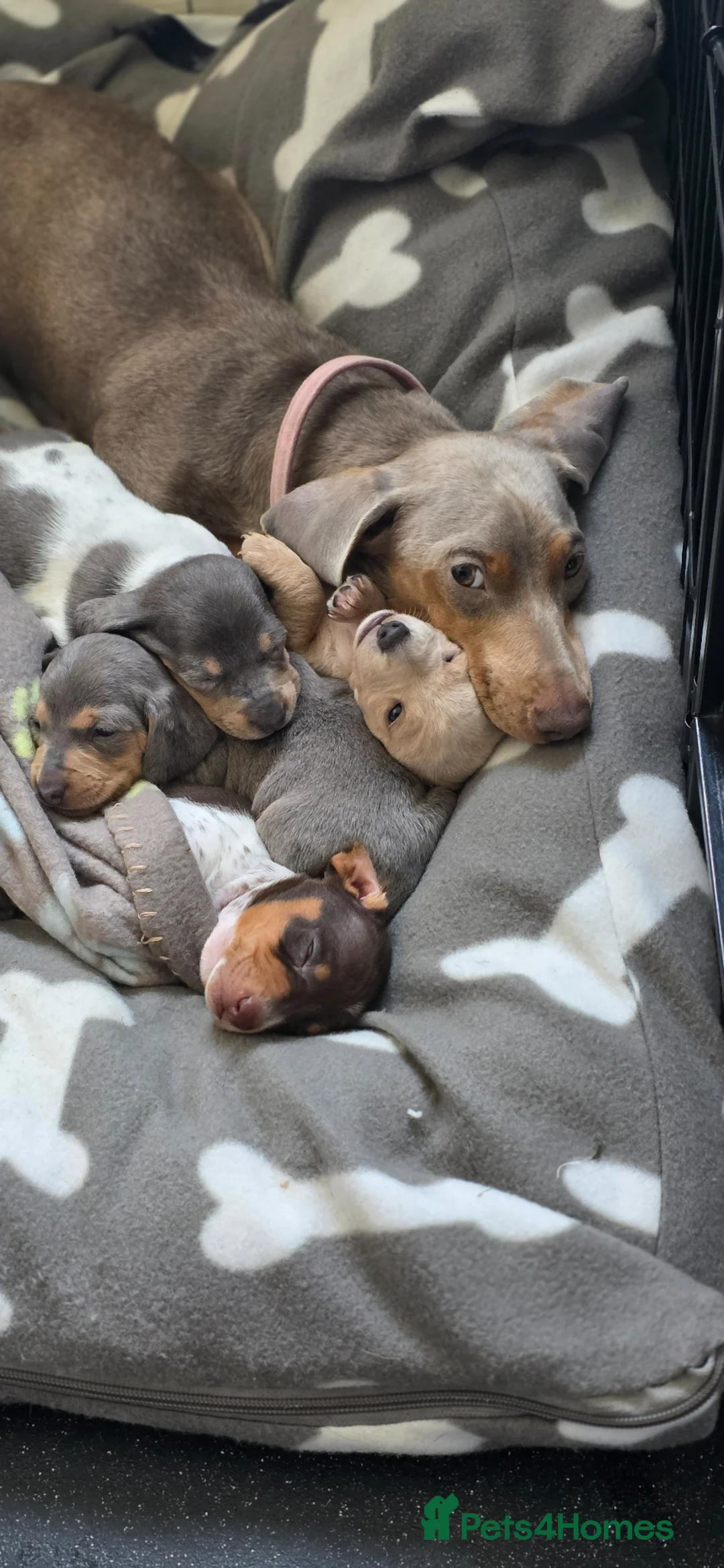 Miniature Dachshund dogs for sale: 🐾 Miniature Dachshund Puppies for Sale 🐾 in Wigan - Advert 2