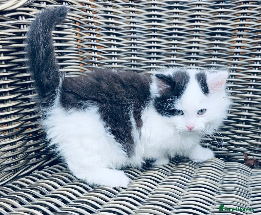 Persian cats for sale: Beautiful Persian Cross male  Kitten - Advert 1