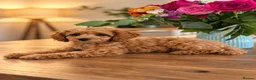 Cockapoo dogs for sale: 1 female Cockerpoo fully vaccinated  - Advert 9