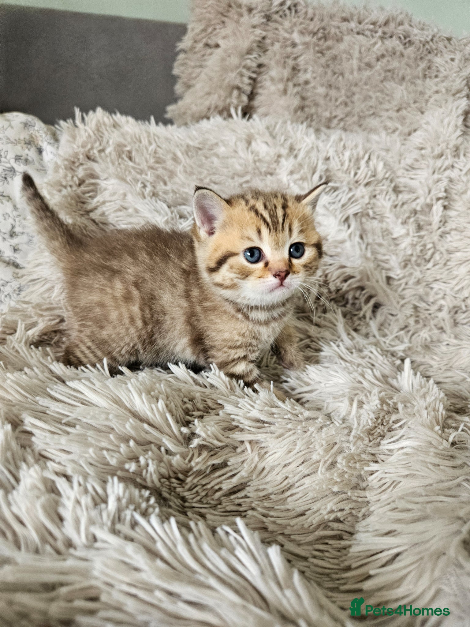 British Shorthair cats British Shorthair kittens!!!  - Advert 1