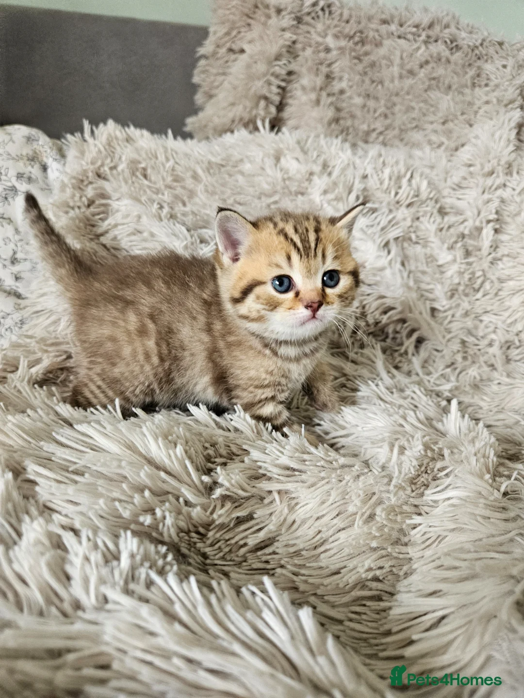 British Shorthair cats for sale: British Shorthair kittens!!!  - Advert 1