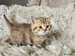 British Shorthair cats British Shorthair kittens!!! - Advert 1