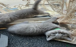 British Shorthair cats for sale: British Shorthair Kitten - Image 4