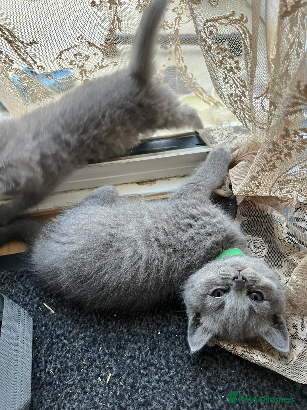 British Shorthair cats for sale: British Shorthair Kitten - Image 4