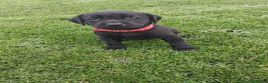 Labrador Retriever 8