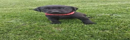 Labrador Retriever dogs for sale: LABRADOR PUPS. KC REG & COUNCIL LICENSED. 0%ROI - Advert 3