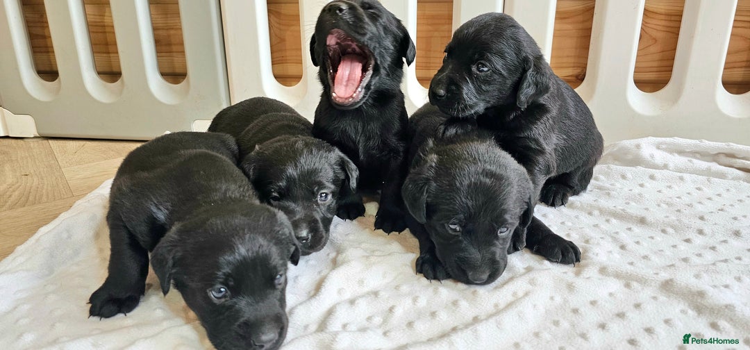 Labrador Retriever dogs for sale: 7 STUNNING BLACK LABRADOR PUPPIES - Image 15