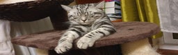British Shorthair cats for stud: BSH Classic Silver Tabby  in Rochester - Advert 6
