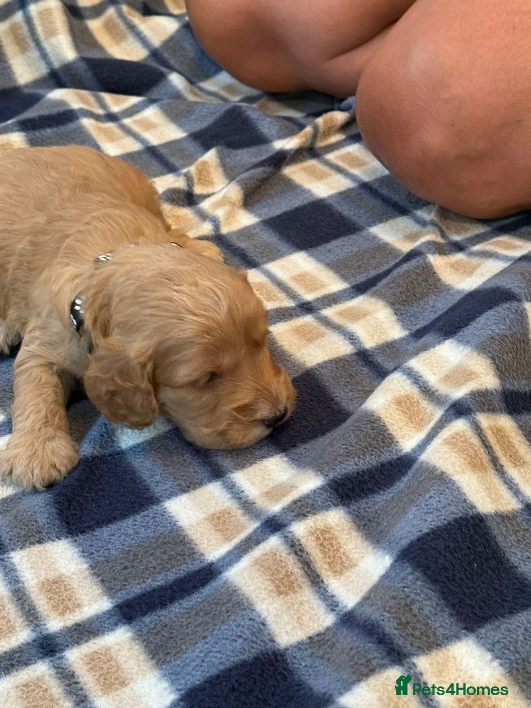 Cockapoo dogs for sale: Beautiful Golden Cockerpoo Puppies 2 Girl & 4 Boy - Image 11