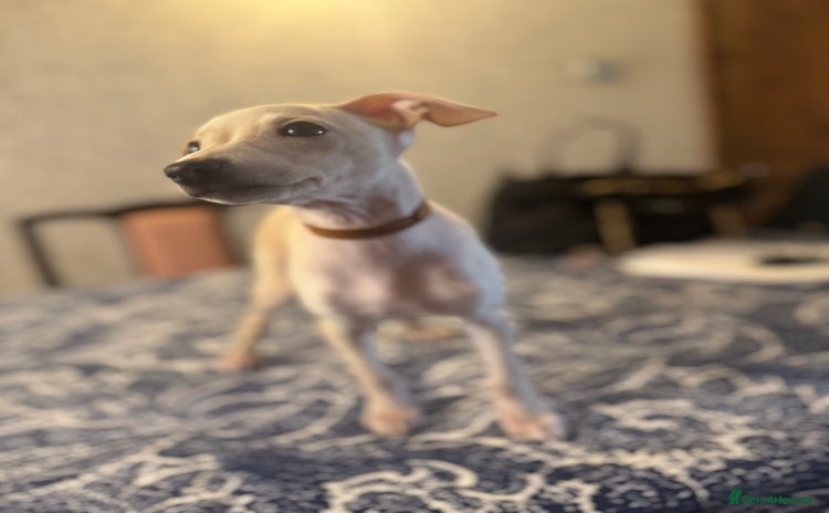 Italian Greyhound dogs - Advert 2