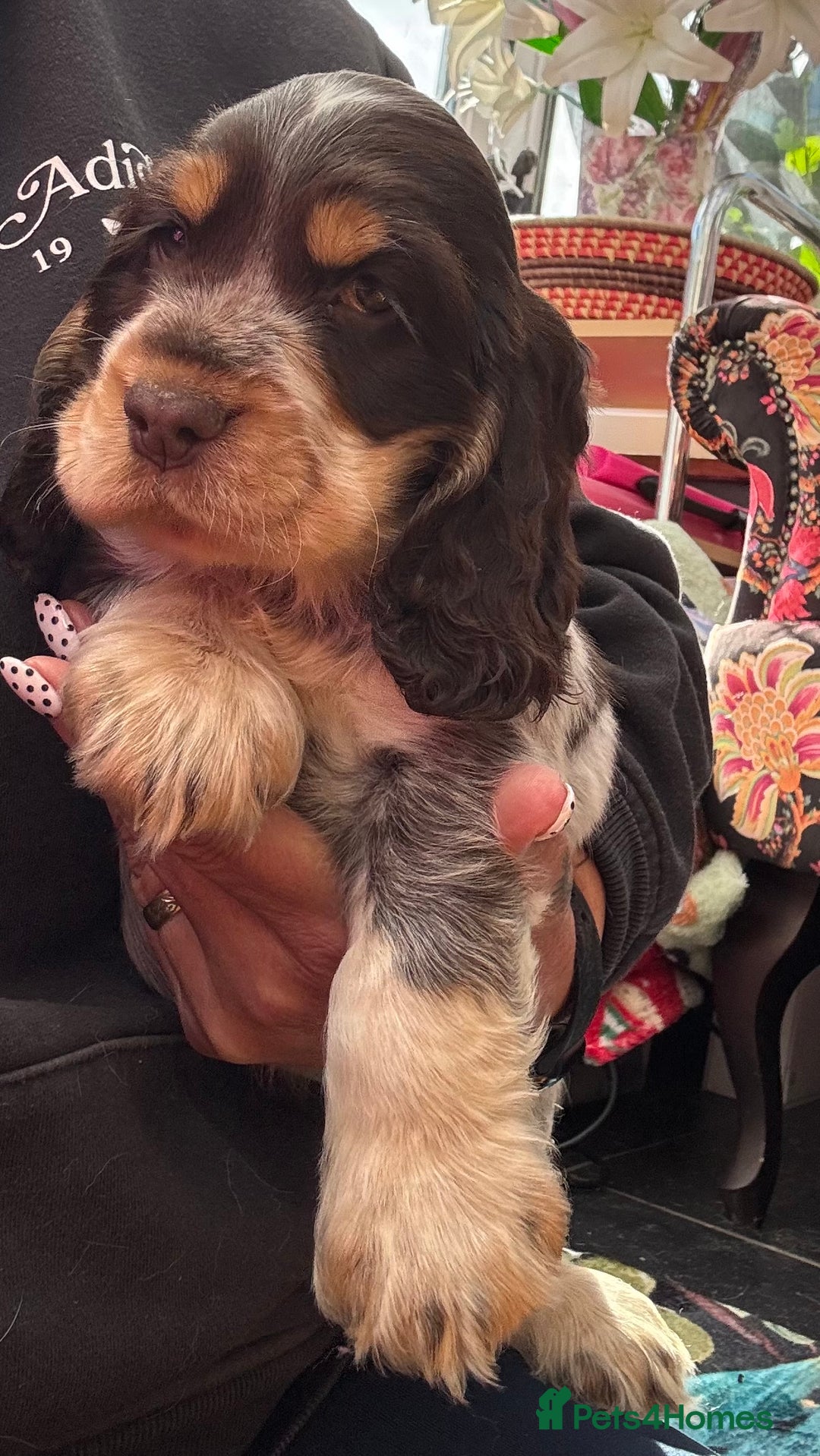 Cocker Spaniel dogs for sale: Outstanding show cocker pups - Image 39