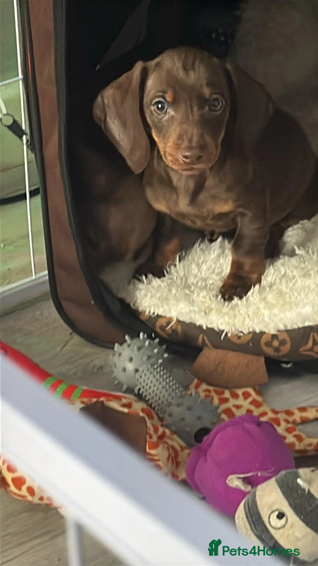 Miniature Dachshund dogs for sale: Mini dachshund Boy - Advert 1