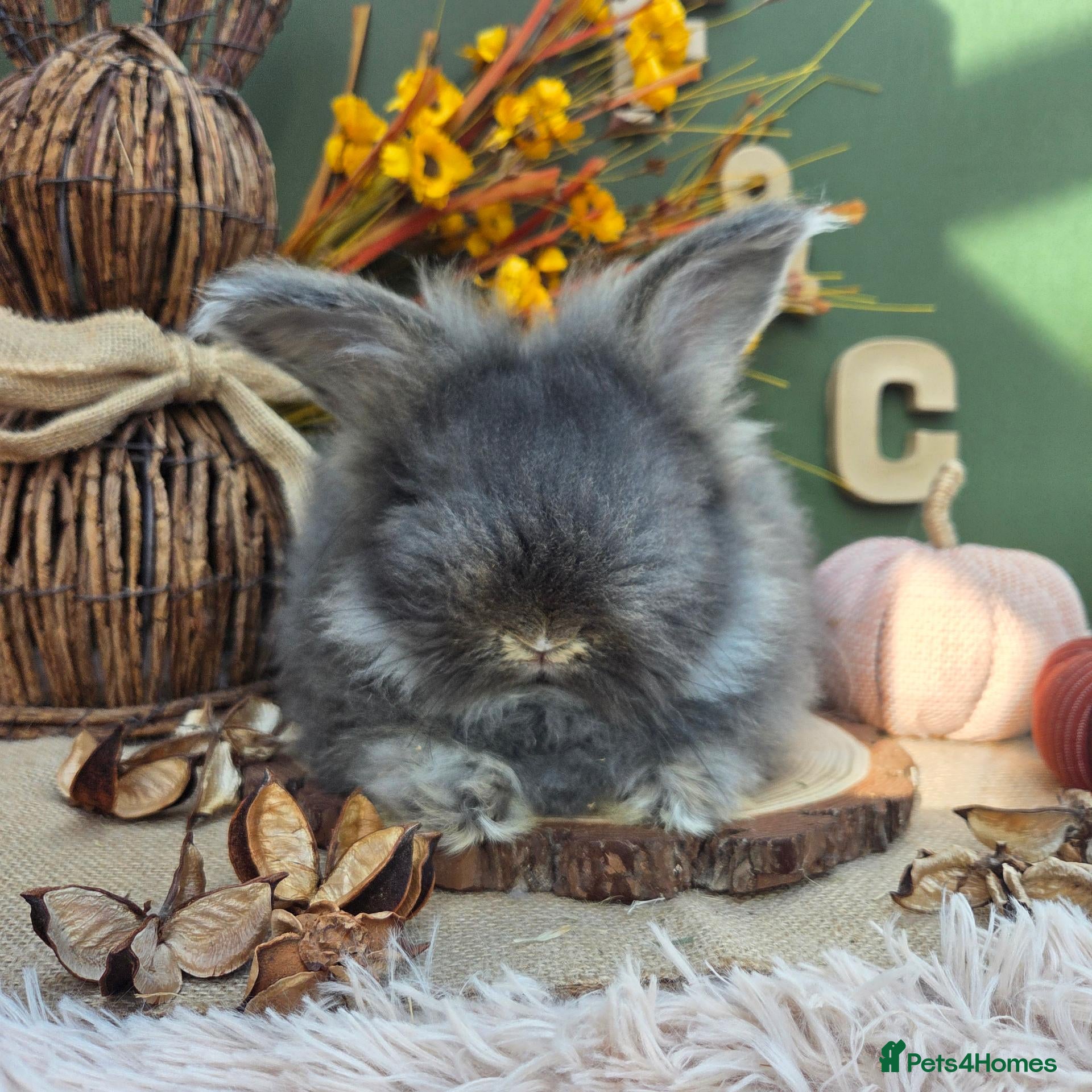 Angora rabbits Last English Angora Buck - Advert 9