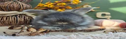 Angora rabbits for sale: Last 2 English Angora Bucks - Advert 6