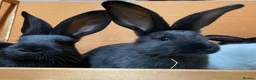 Mixed Breed rabbits for sale: Continental giant x Transylvanian giant - Advert 4