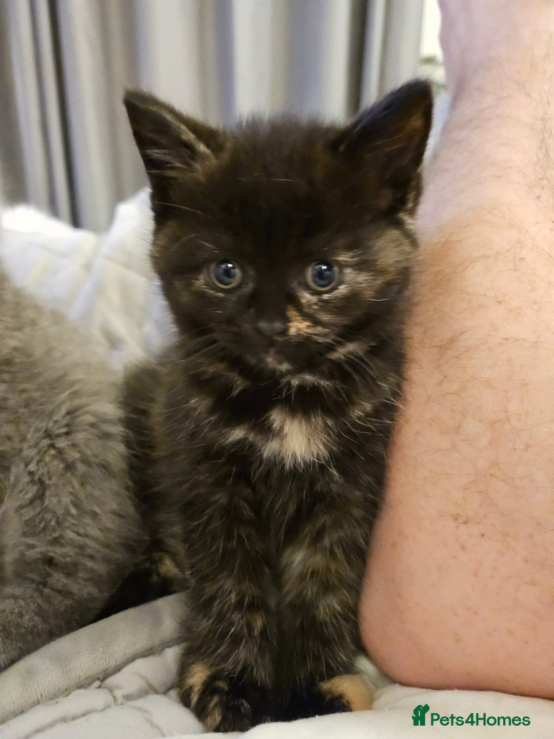 British Longhair cats for sale: BLH and BSH - Advert 23