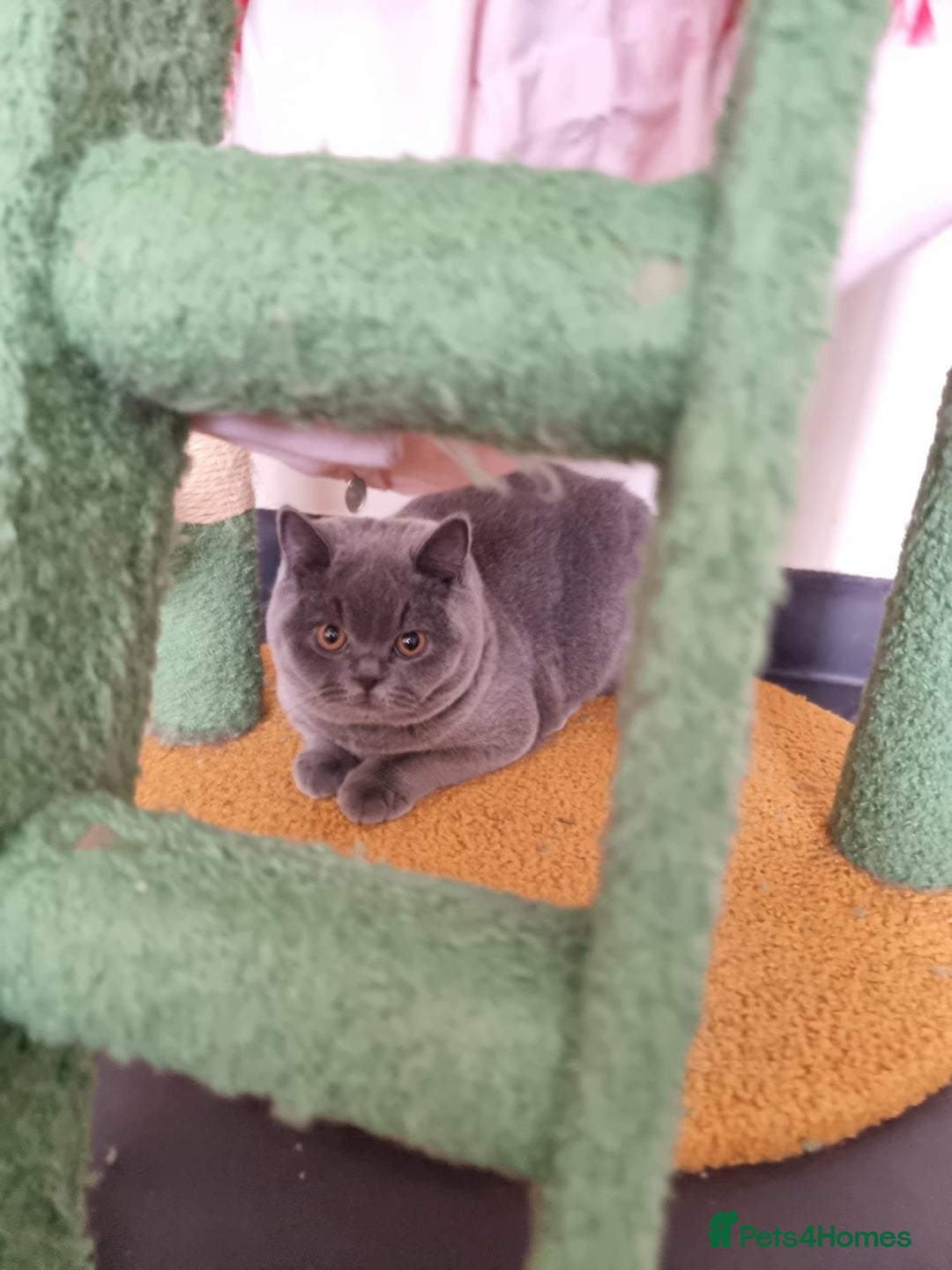 British Shorthair cats for sale:  To Go Now 3 Female Ready GCCF Healthy Pedigree - Advert 9