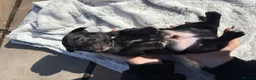 Patterjack dogs for sale: Patterjack pups  - Advert 7