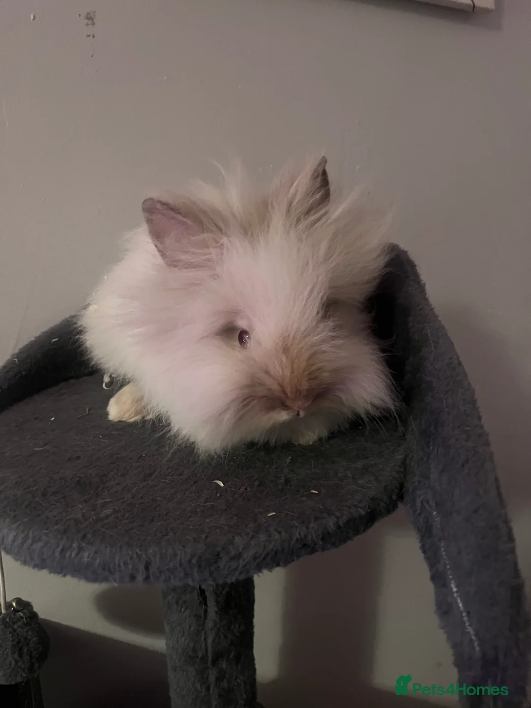 Lionhead rabbits for sale: 2x male lion heads for sale in Hyde - Advert 2