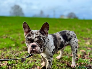 French Bulldog dogs French bulldog - Advert 1