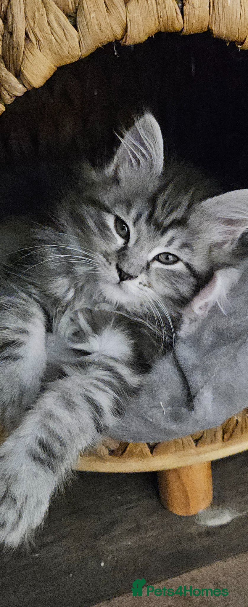 Maine Coon cats Main coon kitten 1 grey girl  - Advert 1