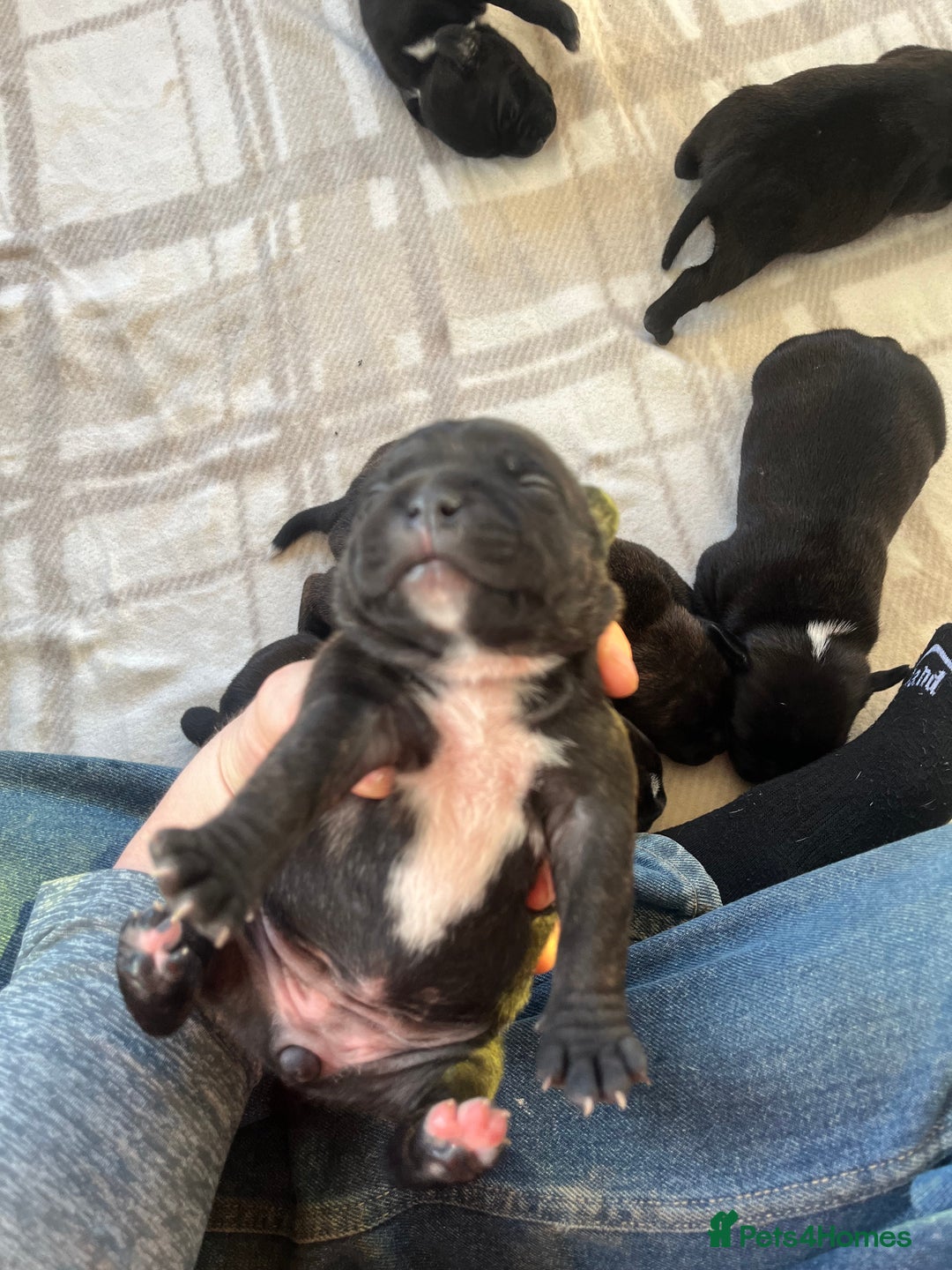 Staffordshire Bull Terrier dogs for sale: Champion bloodline 🏆 kc registered staffy pups  - Advert 4