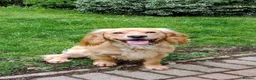 Cocker Spaniel dogs for sale: KC registered cocker spaniel - Advert 4