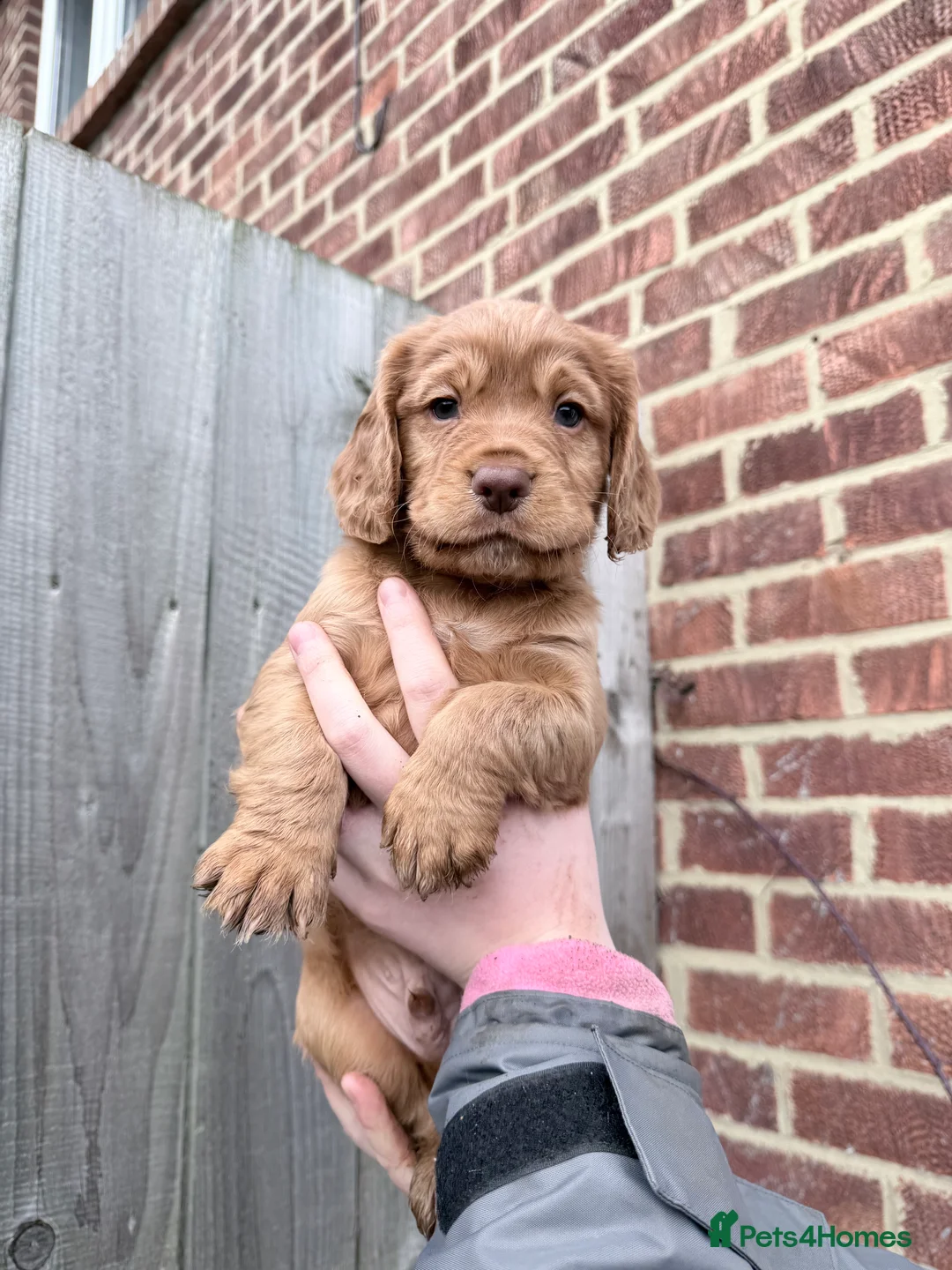 Cocker Spaniel dogs for sale: Kc registered cocker spaniels legally docked - Advert 3