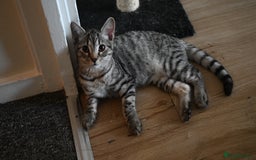 Mixed Breed cats for sale: Beautiful British Shorthair Mixed Kittens🐾 - Image 2