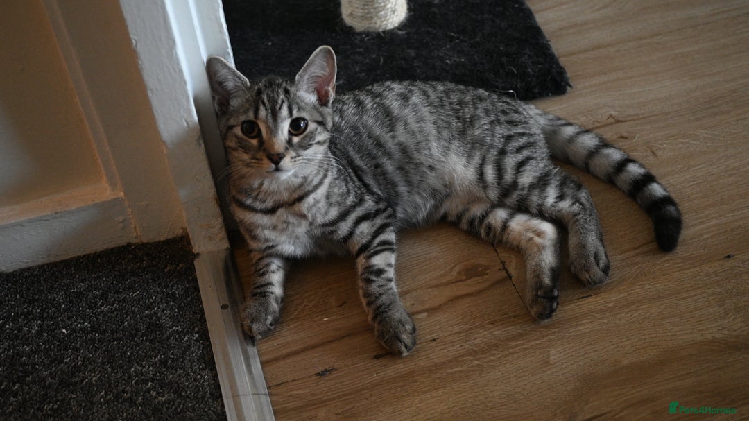 Mixed Breed cats for sale: Beautiful British Shorthair Mixed Kittens🐾 - Image 2