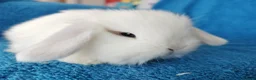 Mini Lop rabbits for sale: Baby mini lops for sale  - Advert 3