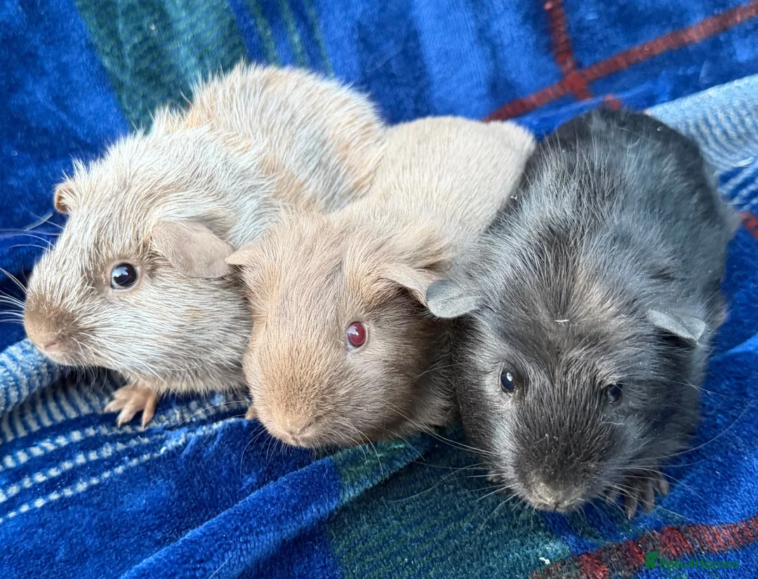 Guinea Pig rodents for sale: Trio of stunning male piggys - Advert 1