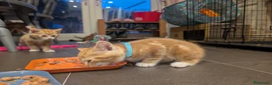 Cheddar 