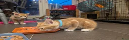 Domestic Shorthair cats for sale: Kittens - Advert 8