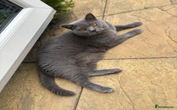British Shorthair cats for sale: British shorthair 3 year old male - Image 3