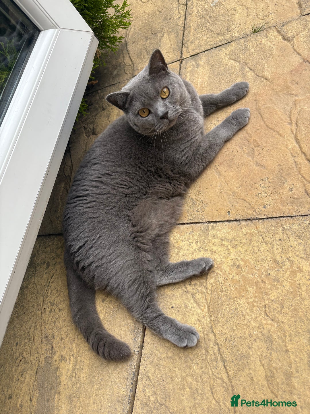 British Shorthair cats for sale: British shorthair 3 year old male - Image 3