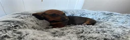 Miniature Dachshund dogs for sale: Miniature dachshund puppies - Advert 7